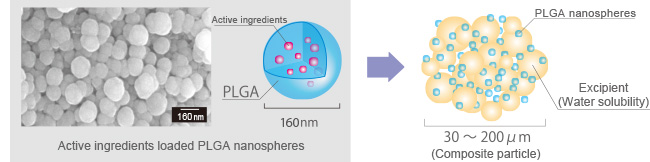 Active ingredients loaded PLGA nanospheres
