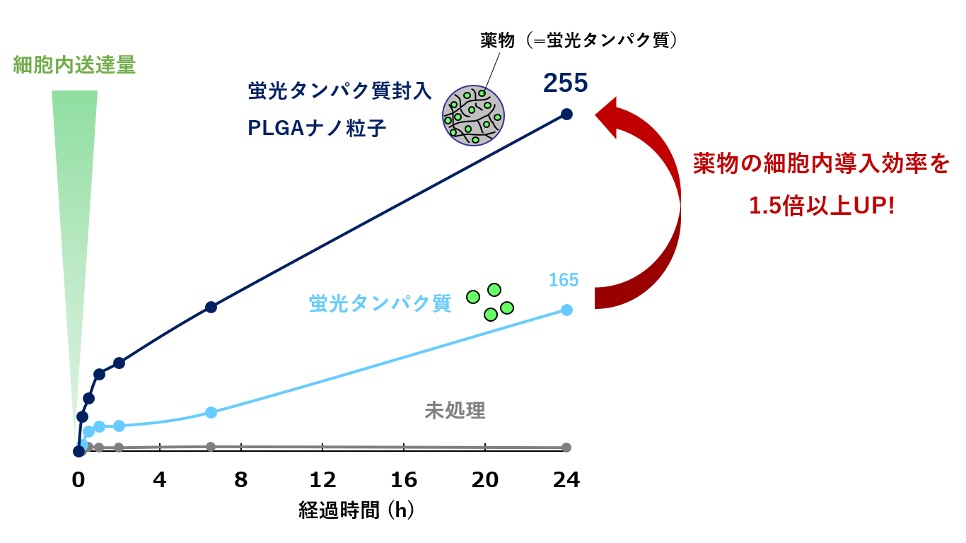 蛍光タンパク質封入PLGAナノ粒子の細胞内取り込み 